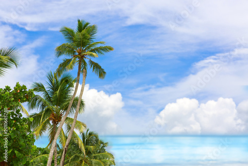 Palm trees on tropical beach with blue sky and white clouds . Travel background.