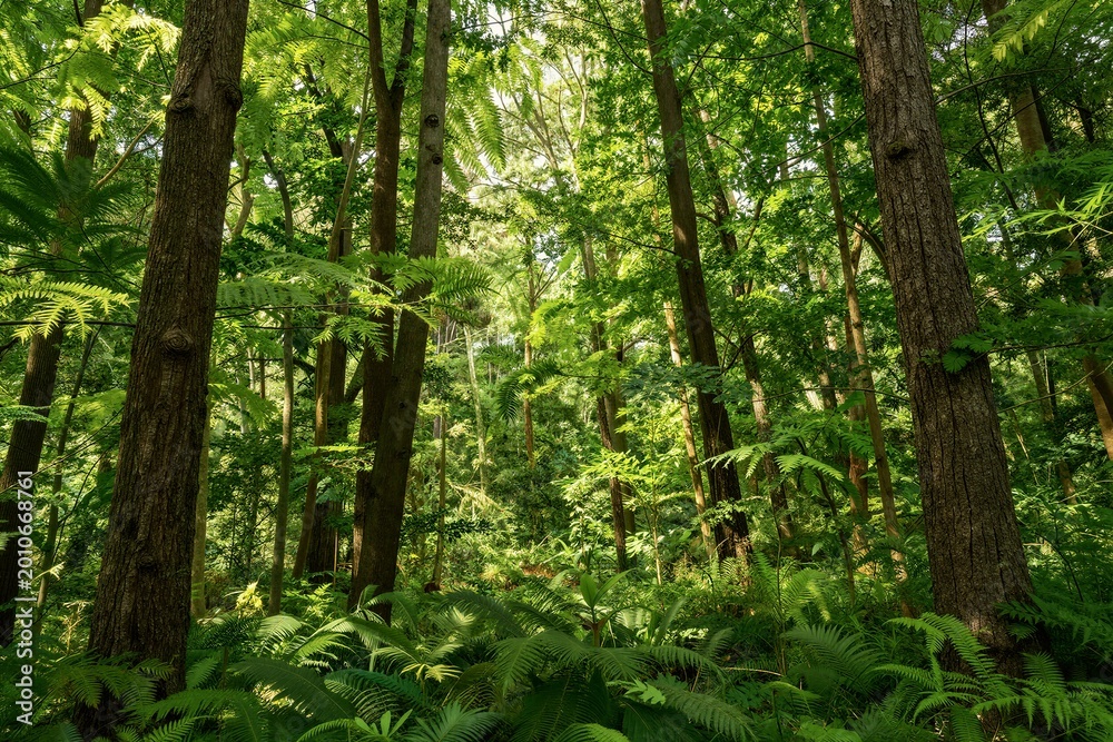 Obraz premium Temperate forest exhibiting dense canopy in woodland understorey