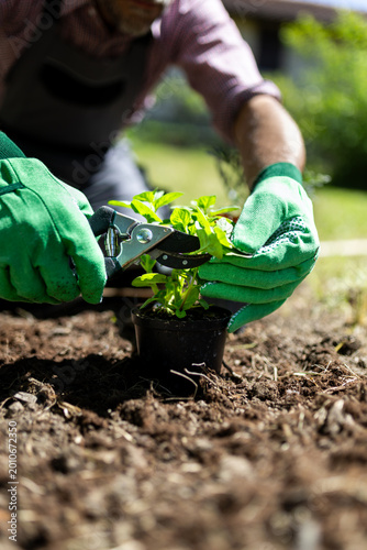 Gardener Pruning Young Plant in Pot Before Planting