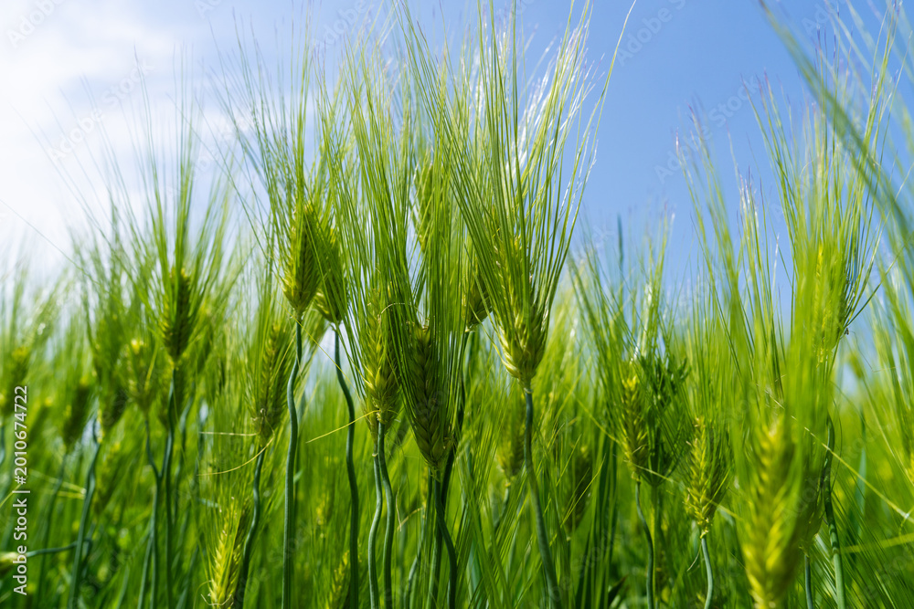 Fototapeta premium Fresh Green Barley Stalks Reaching for the Blue Sky