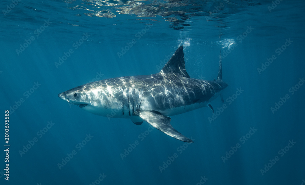 Fototapeta premium Close up portrait of a great white shark razor teeth and unblinking eyes revealing the raw power of the oceans apex predator