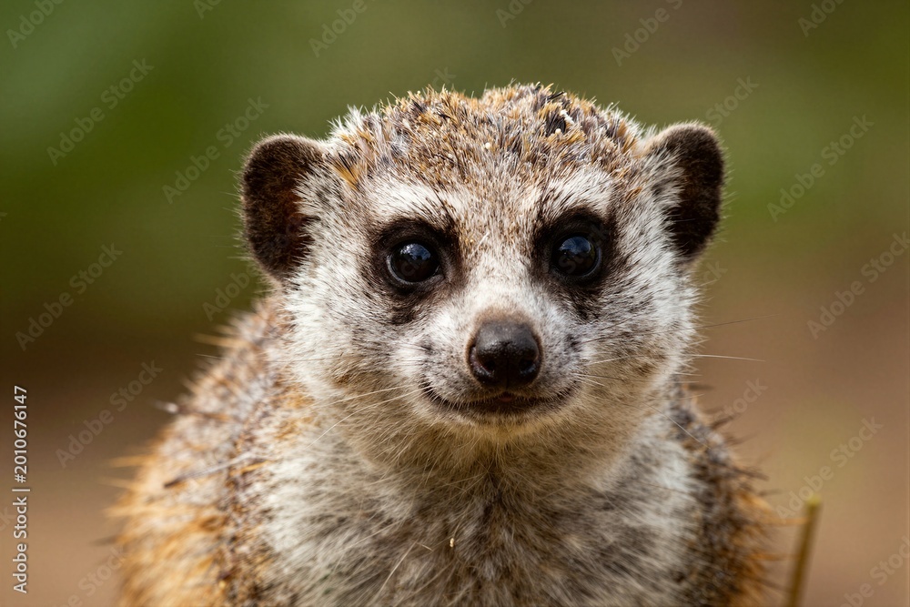 Fototapeta premium Meerkat portrait looking toward camera in natural setting
