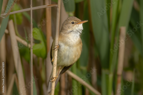 Common reed warbler (Acrocephalus scirpaceus)