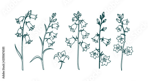 Bild auf Leinwand Hand-Drawn Bellflower Botanical Illustration Set, Elegant Line Art Campanula Flo