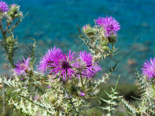 Tableau sur toile Close-up of vibrant pink milk thistle flowers with turquoise sea bokeh in Corsic