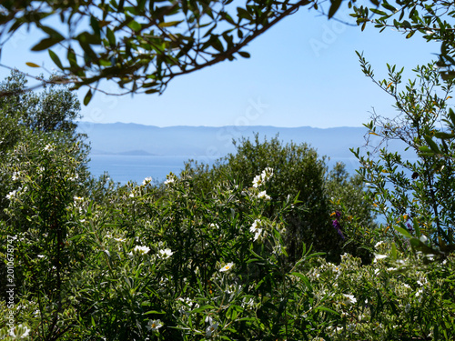 Tableau sur toile White wildflowers framing Mediterranean Sea view from Sentier des Douaniers near