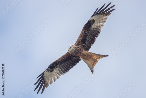 Red kite (Milvus milvus)
