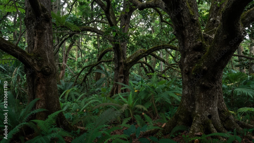 Fototapeta premium Ancient oak trees standing in dense fern undergrowth forest