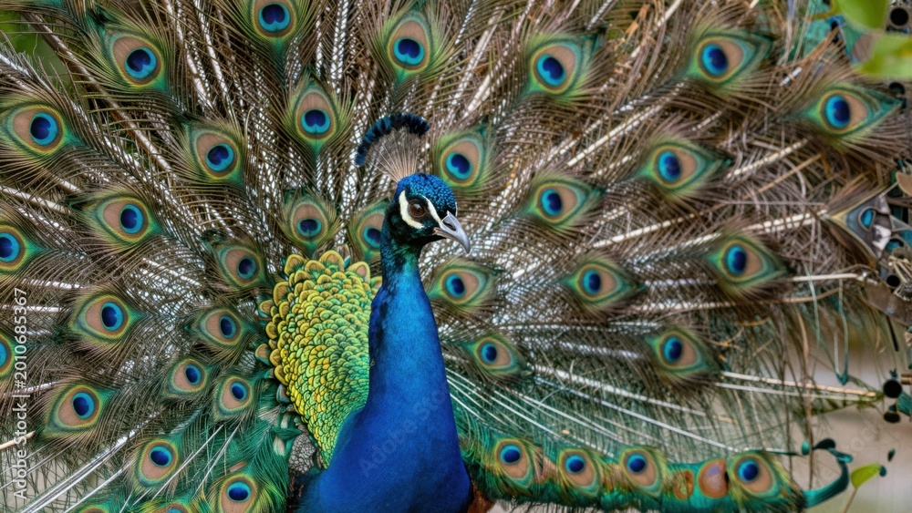Obraz premium Peacock spreading elaborate tail feathers in natural habitat
