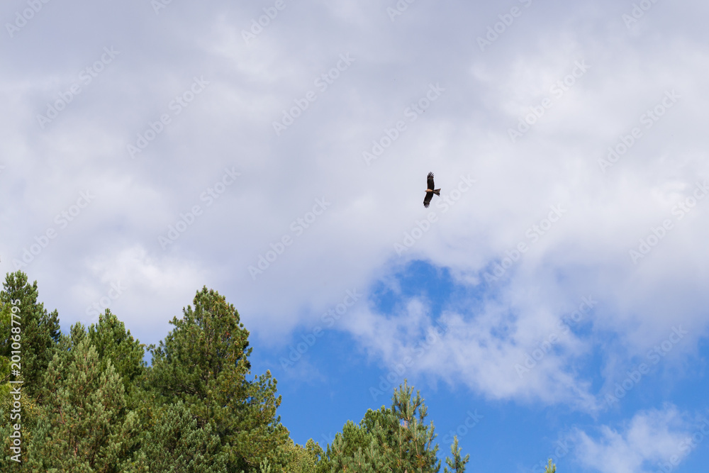 Fototapeta premium A solitary Black kite gliding above green pine treetops with bright blue sky and billowing clouds, conveying freedom, solitude and the wild beauty of a forest landscape on a clear day