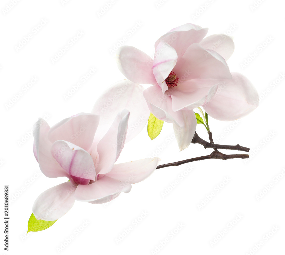 Naklejka premium Beautiful blossoms of magnolia tree isolated on white