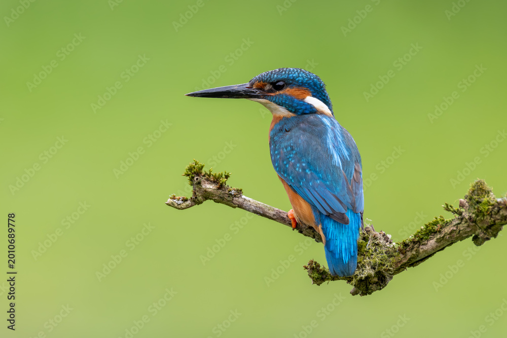 Obraz premium Kingfisher Alcedo Atthis Bird Portrait. Cute Colourful Wildlife isolated on Plain Background creates vibrant minimal nature image.