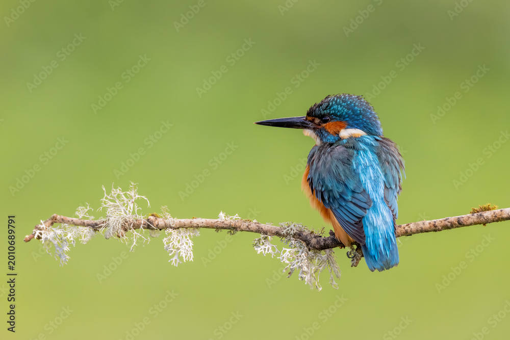 Fototapeta premium European Kingfisher Alcedo Atthis Bird Portrait. Cute Colourful Wildlife isolated on Plain Background creates vibrant minimal nature image.