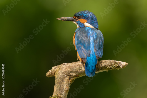 Photography Kingfisher Alcedo Atthis Bird Portrait