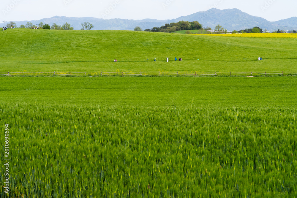 Fototapeta premium Panoramic Green Barley Field Farm Landscape