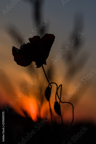 Photography silhouette of a poppy in the sunset