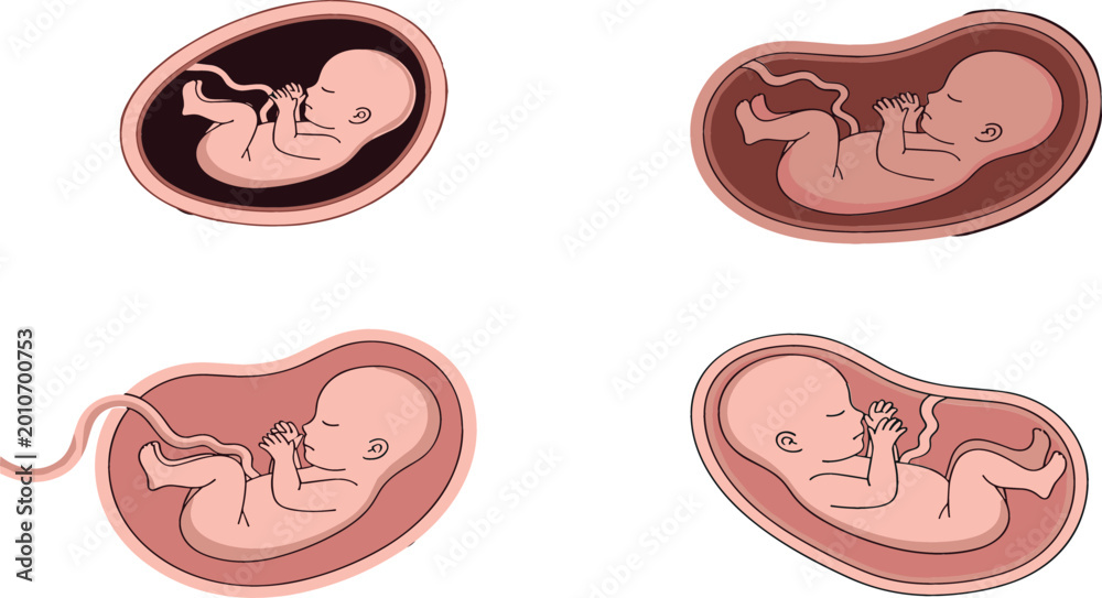 Fototapeta premium Cartoon Style Illustration of Embryo in Different Stages of Development in the Womb