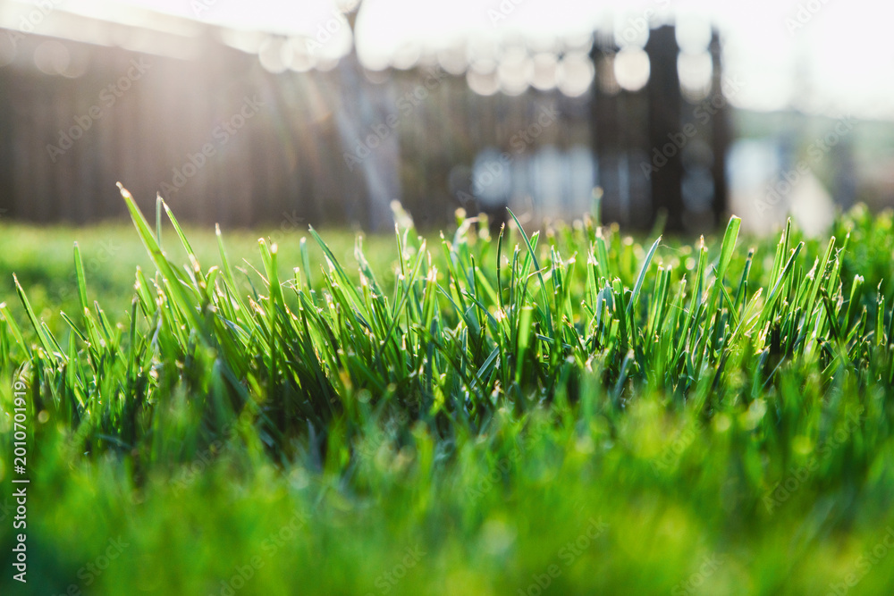 Naklejka premium fresh green grass in backyard