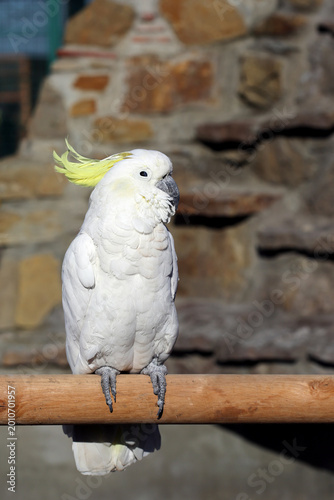 A white parrot sits on a perch and looks into the camera.	