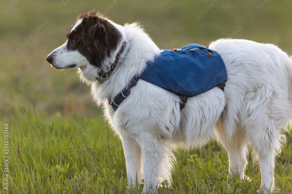 Fototapeta premium happy white dog on green meadow