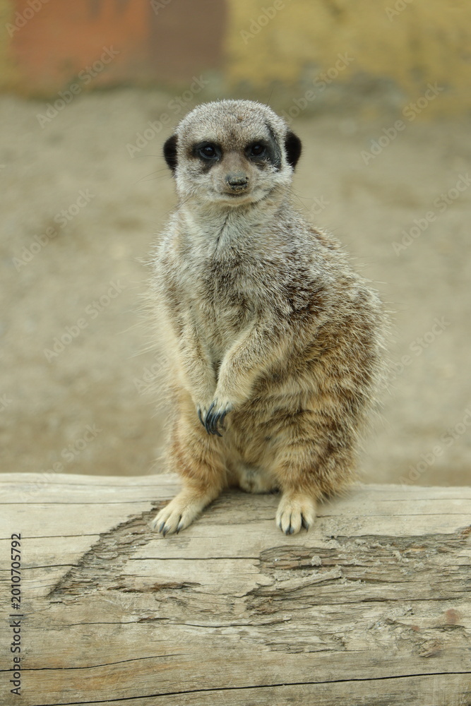 Fototapeta premium meerkat on guard