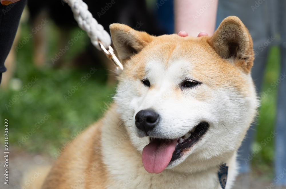 Fototapeta premium shiba inu portrait in the park