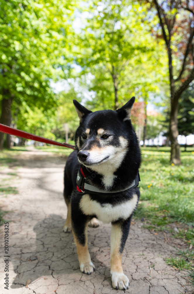 Fototapeta premium shiba inu portrait in the park