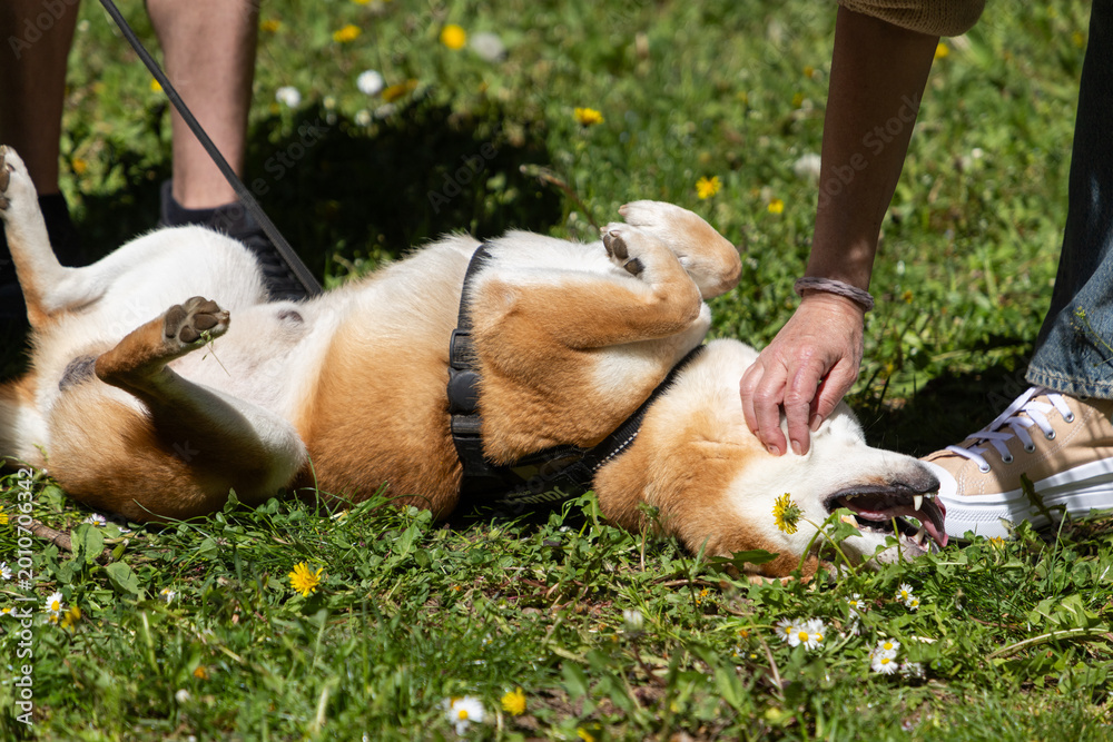 Fototapeta premium shiba inu portrait in the park