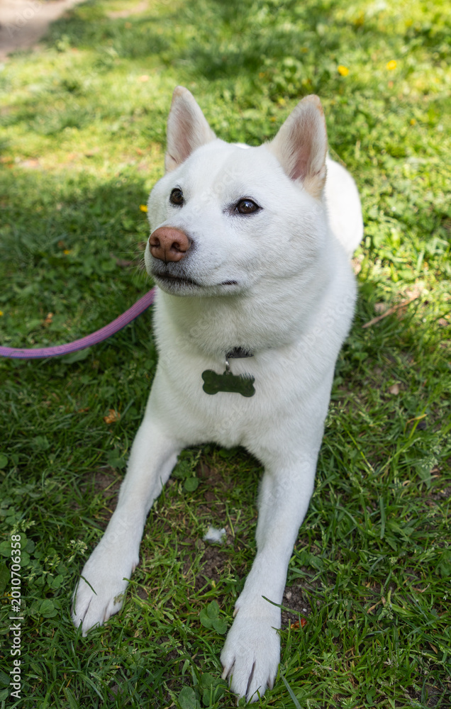 Fototapeta premium shiba inu portrait in the park