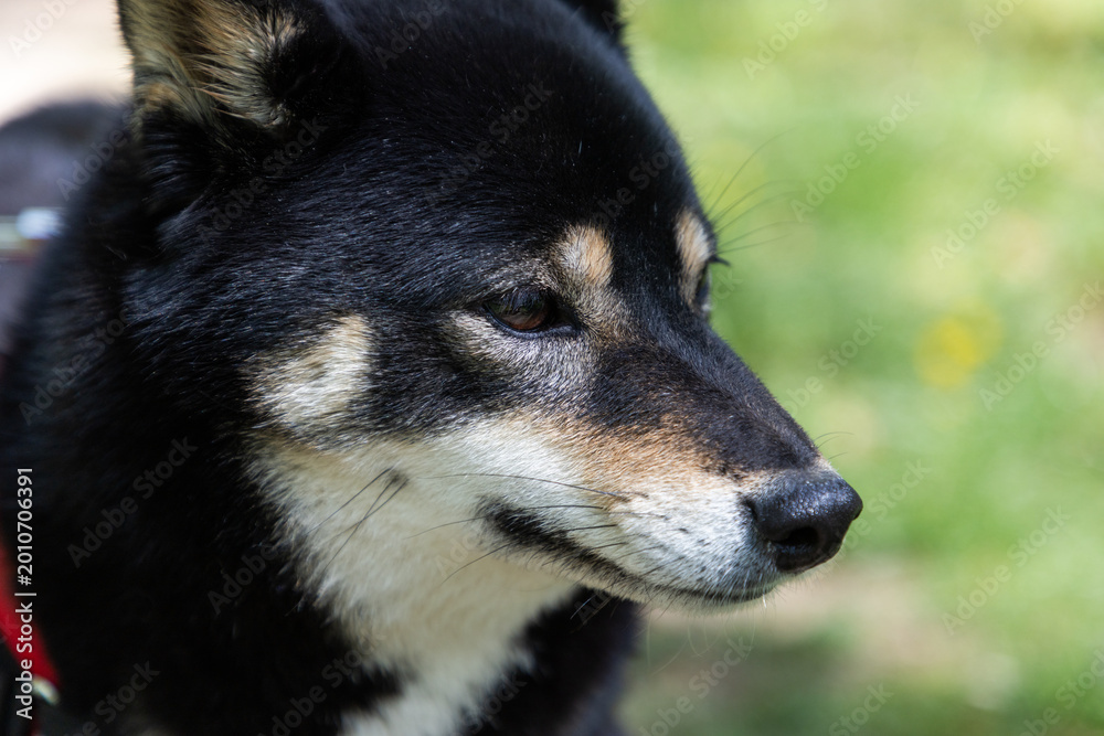 Obraz premium shiba inu portrait in the park