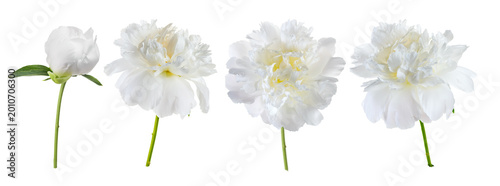 Peony flowers elegant design set, isolated on white background. Beautiful blooming peonies flower, bud, various fresh white peonies close up, cut out