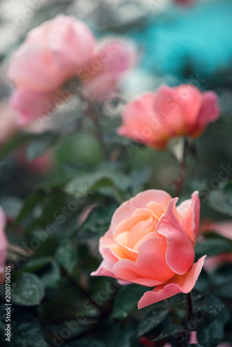 Beautiful pink roses blooming in summer garden. Rose flowers growing outdoor,...