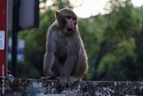 Canvas Print A rhesus macaque monkey sits on a weathered concrete boundary wall at dusk in the city of Dhaka