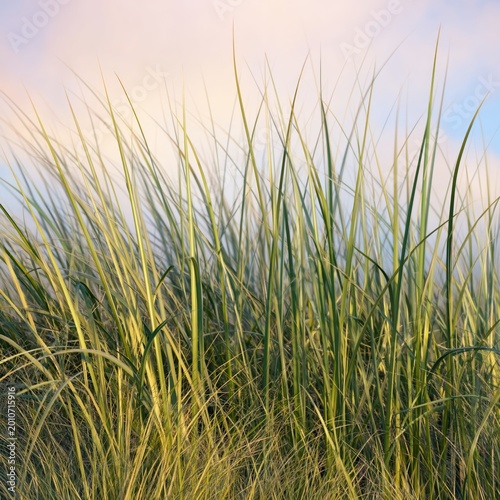 Green Grass Sways Under Sunlight in an Open Field on a Clear Day
