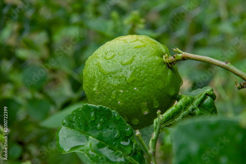 Limão Taiti no pé, molhado pela chuva