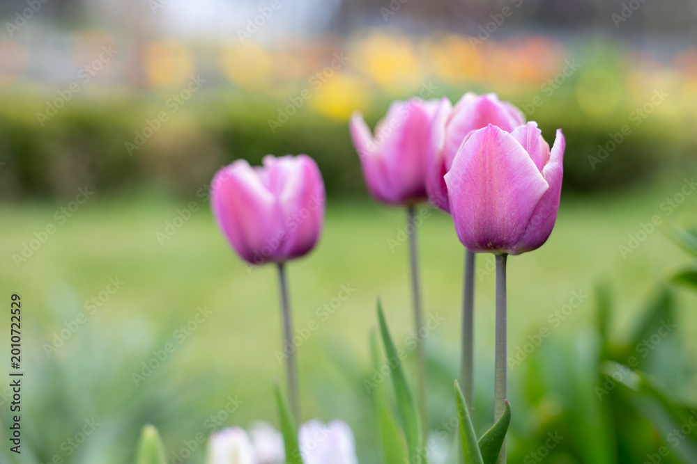 Fototapeta premium Pink tulip flowers on stems with blurred garden background