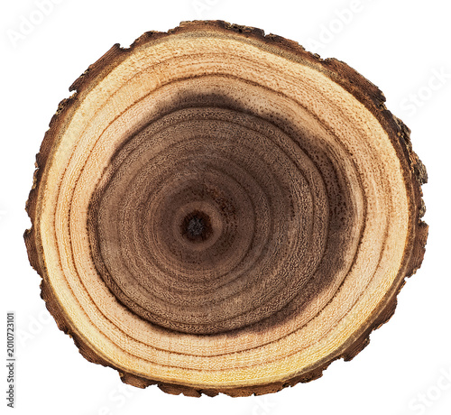 Round piece of wood in cross section with wood texture pattern isolated on a white background. Detailed organic surface.