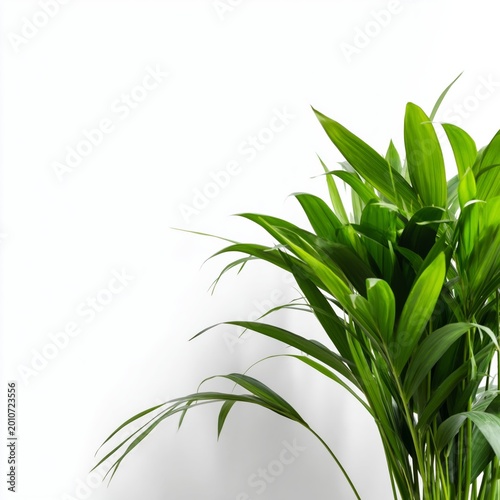Large Green Leaves of a Tropical Plant Against a Plain White Background