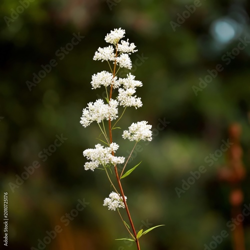 White Flowers Grow Tall in a Garden During Daytime Hours in a Natural Setting