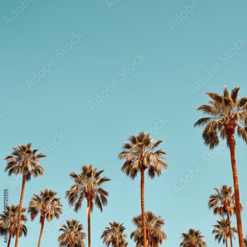 Tall Palm Trees Under Bright Blue Sky in a Sunny Location