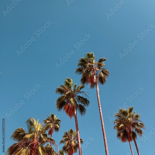 Palm Trees Reach for the Blue Sky in a Sunny Outdoor Setting During the Day