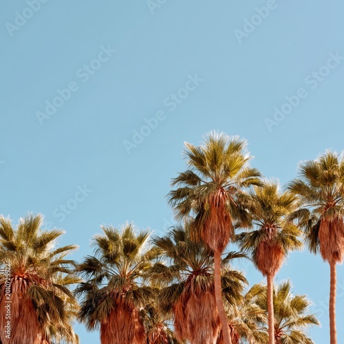 Tall Palm Trees Under Bright Blue Sky in a Sunny Location