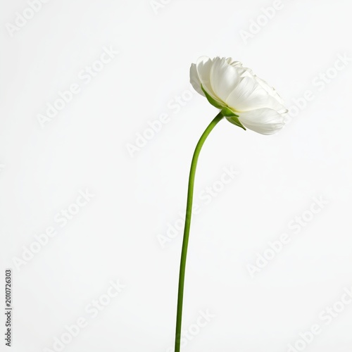 White Flower With Delicate Petals and Green Stem Against Bright Background