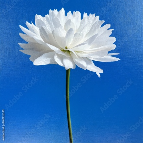 White Flower With Yellow Center Against Bright Blue Background During Daytime