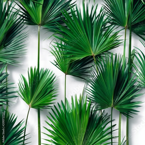 Various Green Palm Leaves Are Arranged on a White Background Indoors in a Nat...