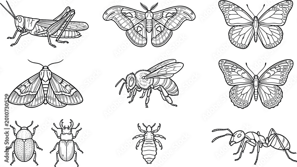 Obraz premium Detailed Insect Collection with Grasshopper Moth Butterfly Bee Beetle Louse and Ant in Vintage Engraving Line Art Style for Scientific Illustration Design