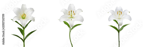 Tableau sur toile Set and collection of white lily flower isolated on white background