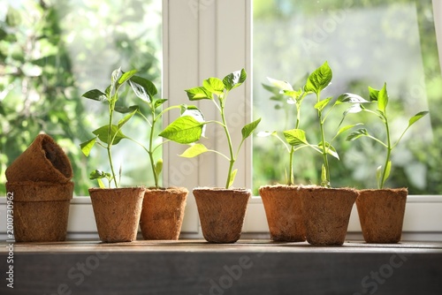 Tableau sur toile Bell pepper seedlings in peat pots near window indoors