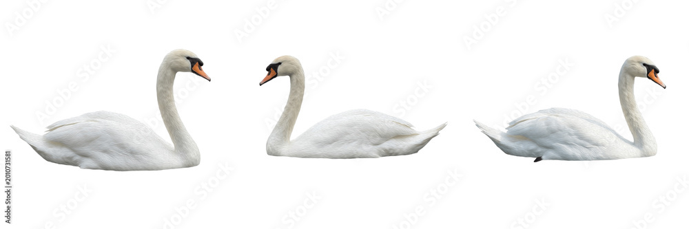 Fototapeta premium Set and collection of white swan swimming isolated on white background
