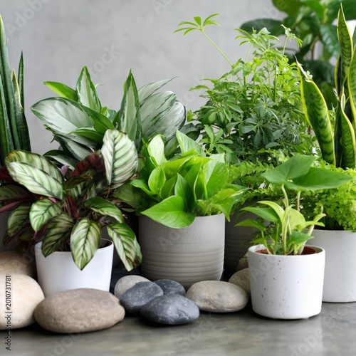 Plants Arranged on a Table With Smooth Stones and a Soft Background in a Cozy...